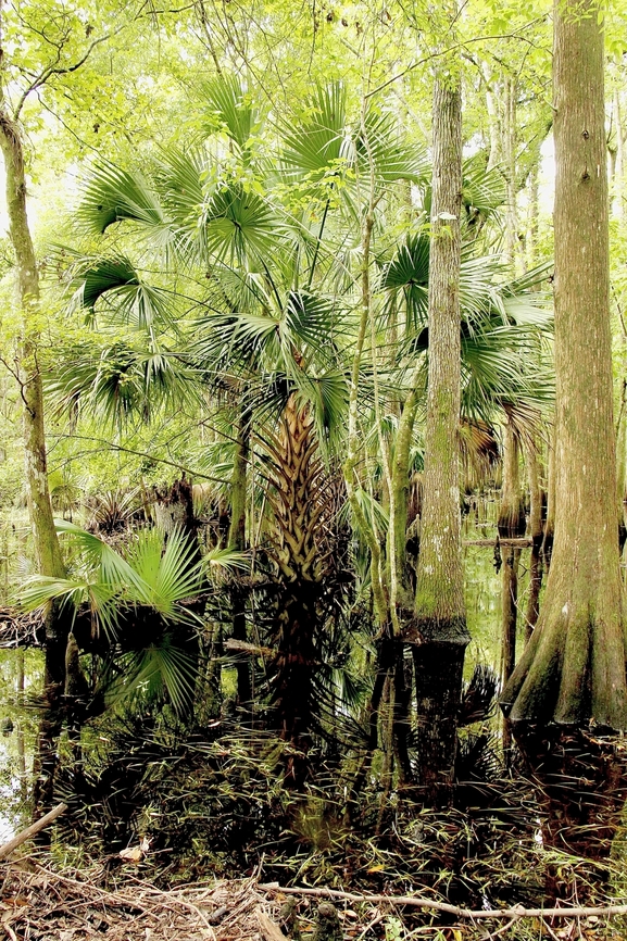 Cabbage Palmetto - Sabal palmetto Growing in water logged forest. Cabbage palmetto,Eamw flora,Florida,Geotagged,Sabal palmetto,Summer,United States