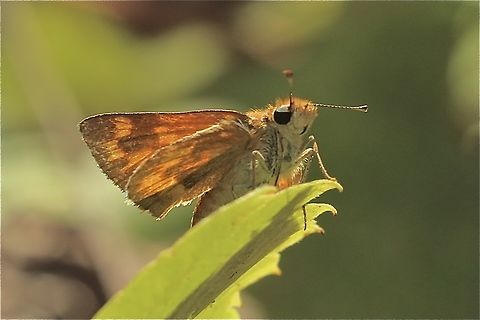 Woodland Skipper - Ochlodes sylvanoides  Eamw butterflies,Fall,Florida,Geotagged,Ochlodes sylvanoides,United States,Woodland Skipper,eamw skippers