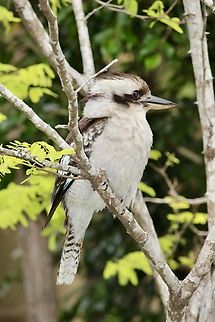 Laughing kookaburra- Dacelo novaeguineae  Australia,Dacelo novaeguineae,Eamw birds,Geotagged,Laughing kookaburra,Spring,St.Georges Basin NSW