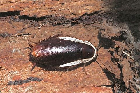 Native Australian cockroach - Methana caneae  Australia,Eamw cockroaches,Geotagged,Methana caneae,Spring,St.Georges Basin NSW