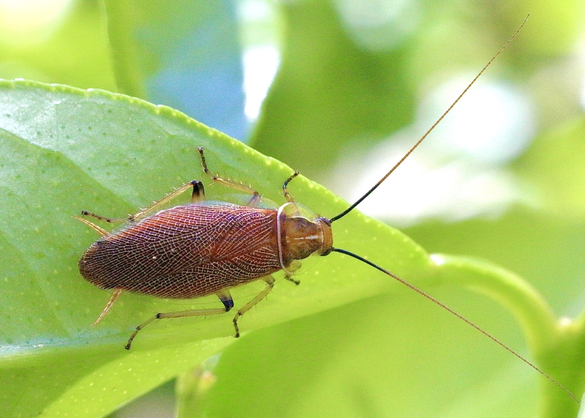 Native Australian cockroach - Balta spuria  Australia,Balta spuria,Eamw cockroaches,Geotagged,Spring,St.Georges Basin NSW
