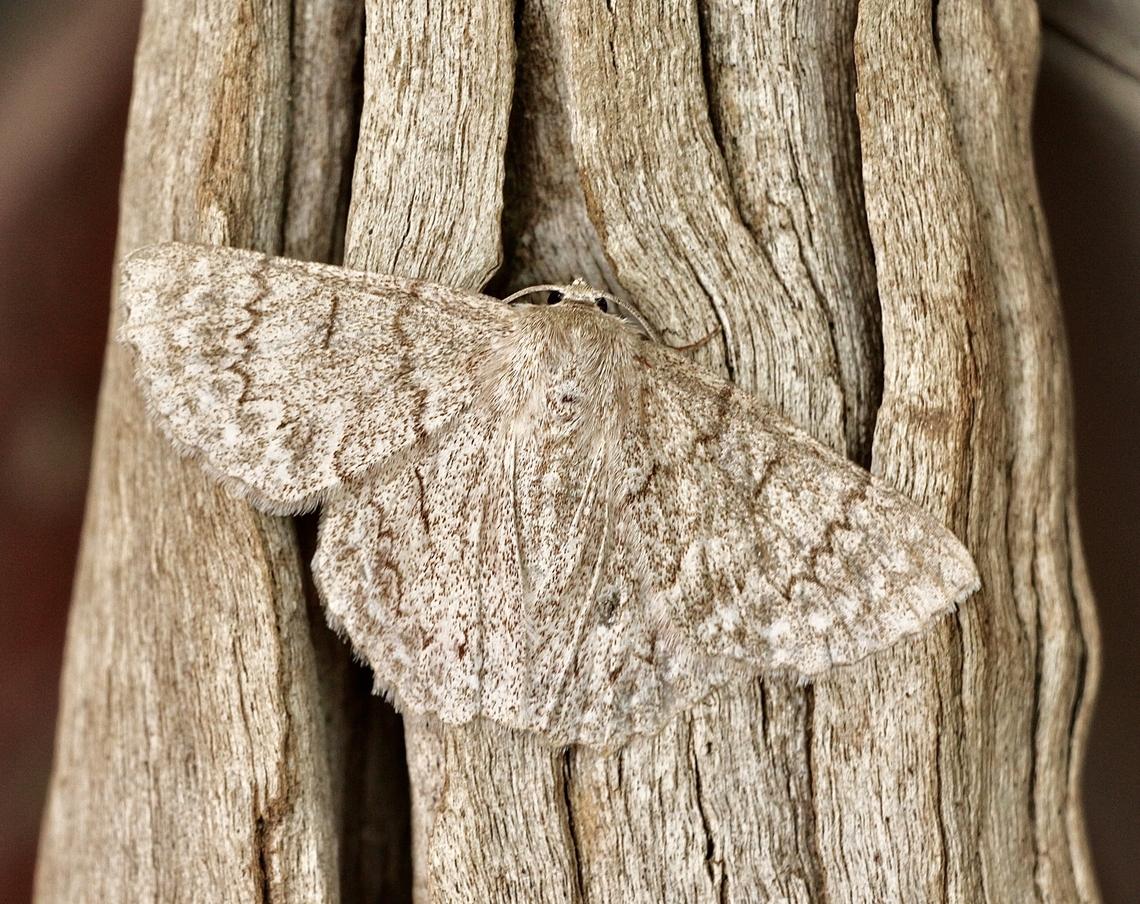 Red-lined Looper - Crypsiphona ocultaria Attracted to UV light  Australia,Crypsiphona occultaria,Eamw moth,Encounter Bay SA,Geotagged,Red-lined looper moth,Summer,UVL