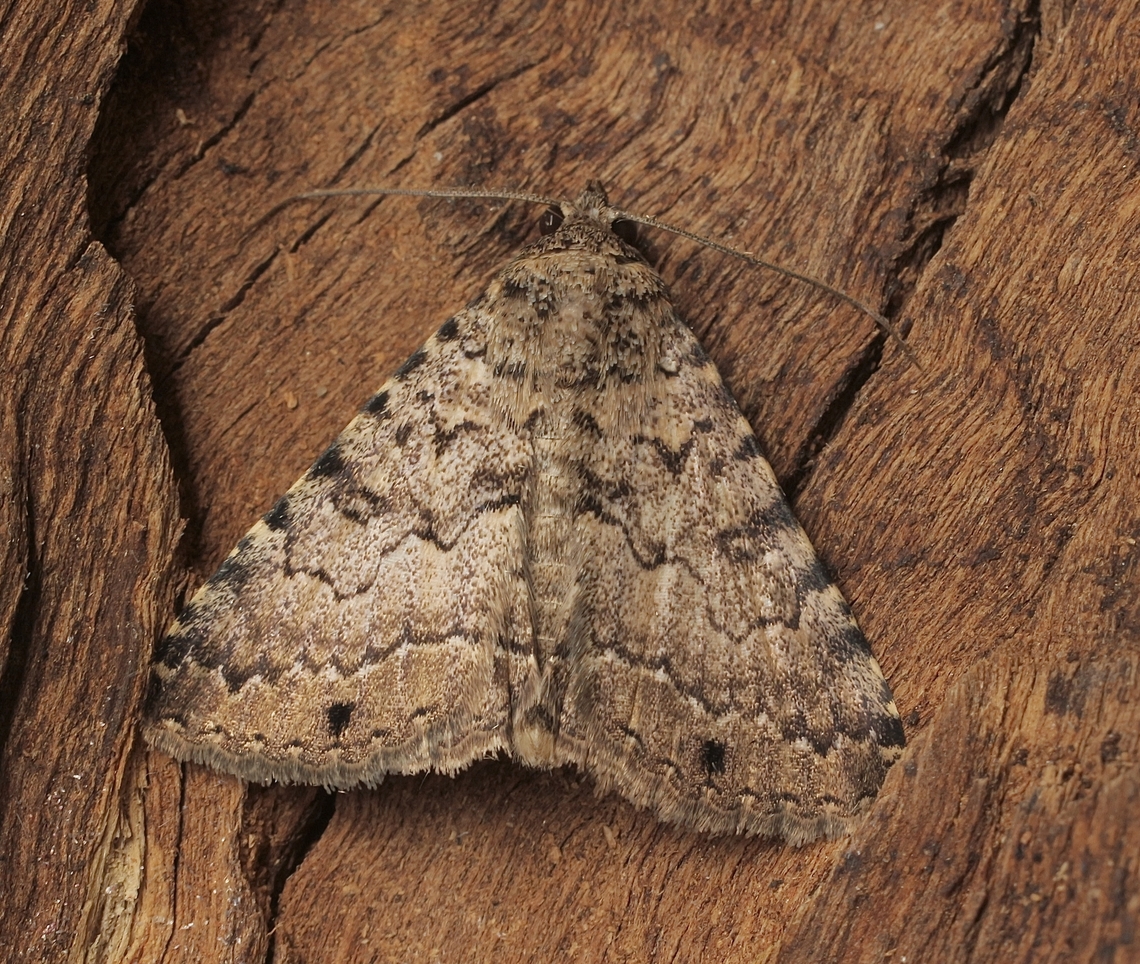 Diatenes aglossoides Attracted to UV light. Australia,Diatenes aglossoides,Eamw moth,Encounter Bay SA,Geotagged,Summer,UVL