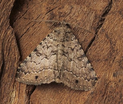 Diatenes aglossoides Attracted to UV light. Australia,Diatenes aglossoides,Eamw moth,Encounter Bay SA,Geotagged,Summer,UVL