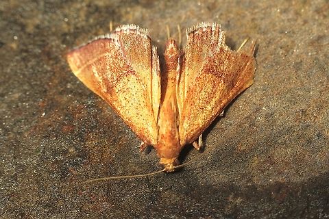 Endotricha pyrosalis  Australia,Eamw moth,Encounter Bay SA,Endotricha pyrosalis,Geotagged,Summer,UVL