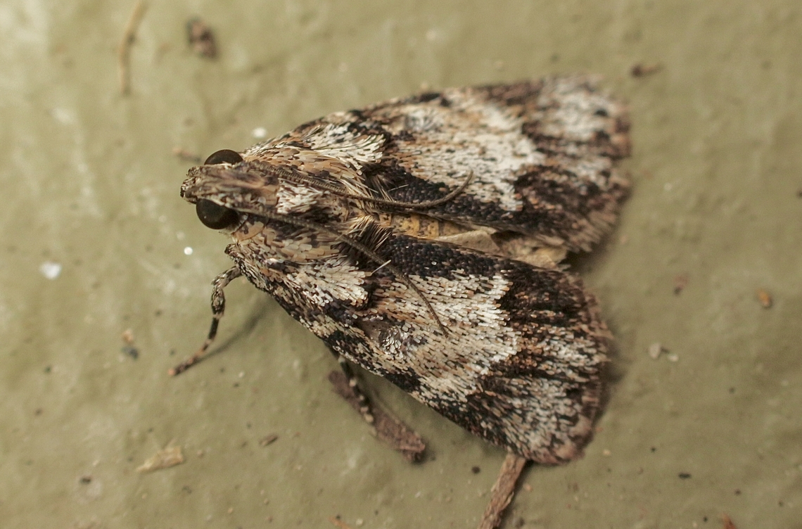 Spectrotrota fimbrialis Attracted to UV light. Australia,Eamw moth,Encounter Bay SA,Geotagged,Spectrotrota,Spectrotrota fimbrialis,Summer,UVL