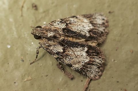 Spectrotrota fimbrialis Attracted to UV light. Australia,Eamw moth,Encounter Bay SA,Geotagged,Spectrotrota,Spectrotrota fimbrialis,Summer,UVL