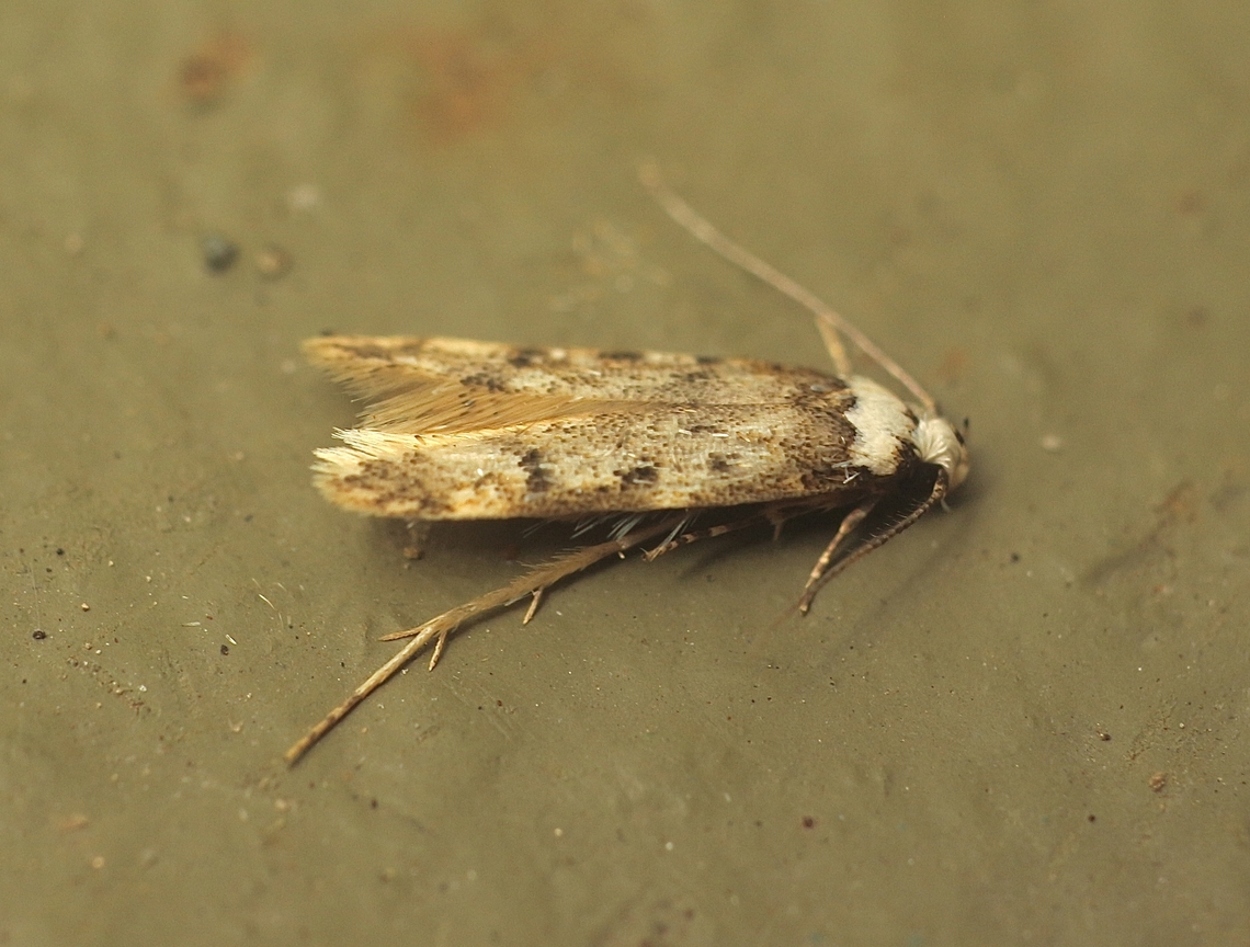 White-shouldered House Moth - Endrosis sarcitrella Attracted to UV light  Australia,Eamw moth,Encounter Bay SA,Endrosis sarcitrella,Geotagged,Summer,UVL,White-shouldered house moth