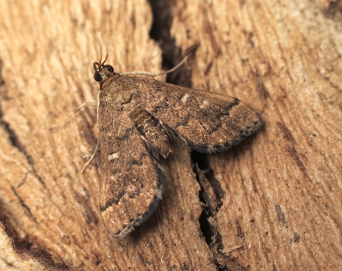 Nacoleia rhoeoalis Attracted to UV light  Australia,Eamw moth,Encounter Bay SA,Geotagged,Nacoleia rhoeoalis,Summer