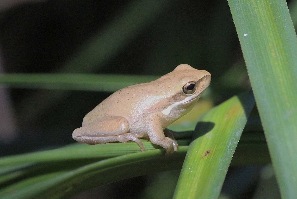 Eastern Dwarf Tree Frog - Litoria fallax  Australia,Eamw frogs,Eastern dwarf tree frog,Fall,Geotagged,Litoria fallax,Spring,St.Georges Basin NSW