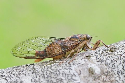 Silver Princess - Yoyetta celis  Australia,Eamw cicadas,Geotagged,Silver Princess,Spring,St.Georges Basin NSW,United States,Yoyetta celis