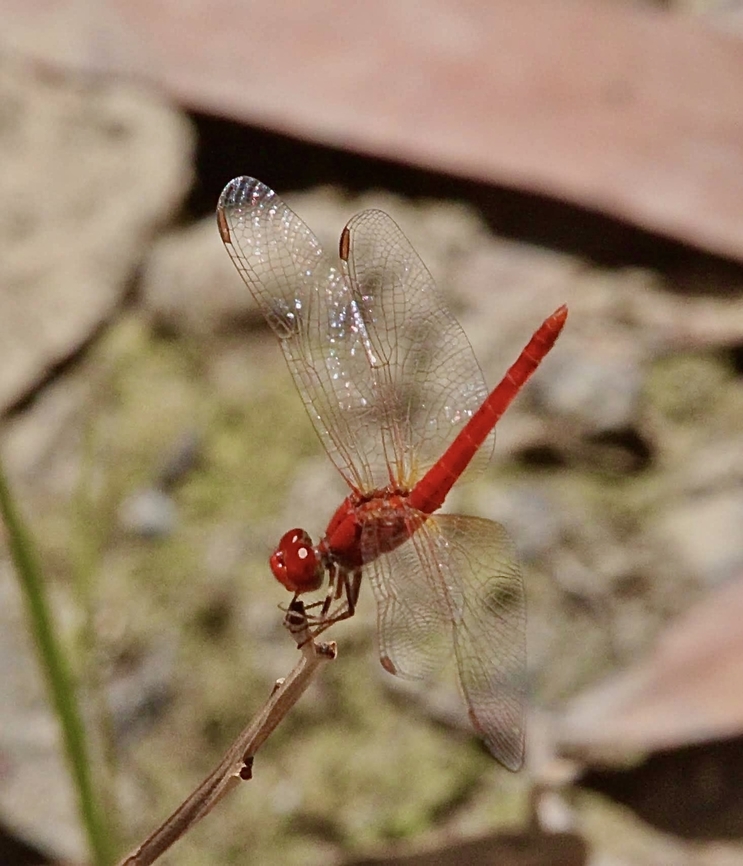 Scarlet Percher - Diplacodes haematodes  Australia,Diplacodes haematodes,Geotagged,Scarlet percher,Spring