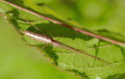 Spider in genus - Tetragnatha  Australia,Bairnsdale Vic,Eamw spiders,Geotagged,Spring