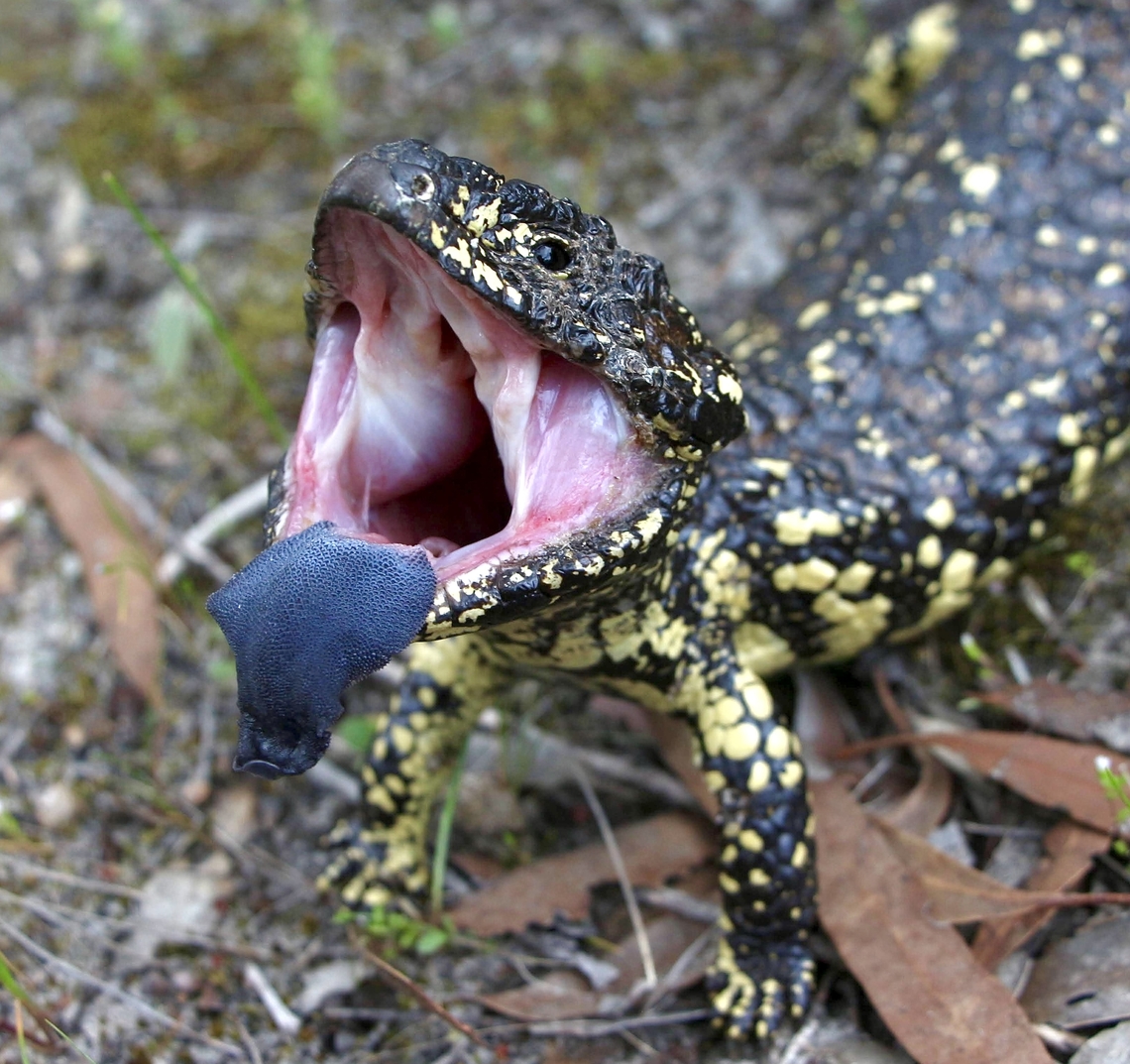 Bobtail Skink or Shingleback lizard - Tiliqua rugosa Posturing to intimidate. Australia,Bobtail Skink,Eamw reptiles,Geotagged,Newland head conservation park SA,Tiliqua rugosa,Winter