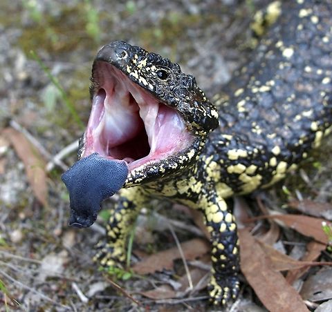 Bobtail Skink or Shingleback lizard - Tiliqua rugosa Posturing to intimidate. Australia,Bobtail Skink,Eamw reptiles,Geotagged,Newland head conservation park SA,Tiliqua rugosa,Winter