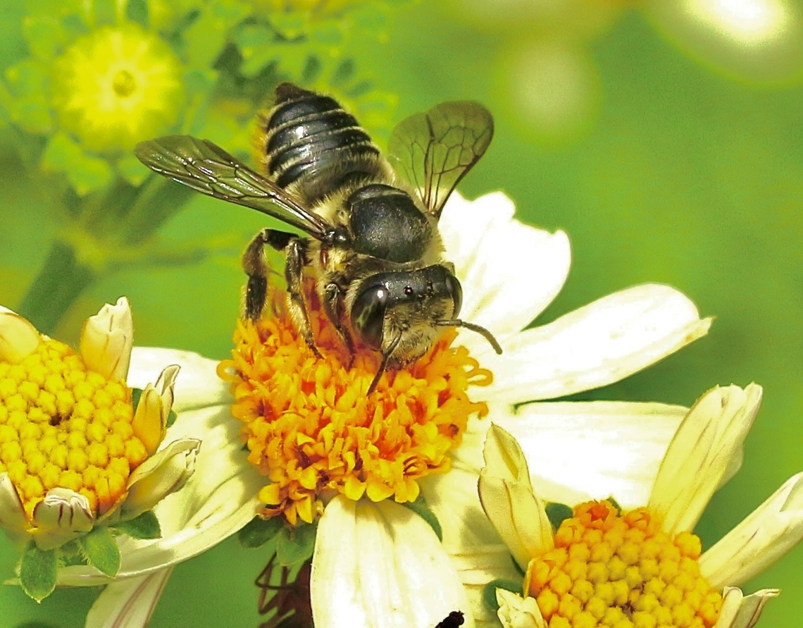 Flat-tailed Leafcutter Bee - Megachile mendica  Eamw bees,Florida,Geotagged,Megachile mendica,Summer,United States