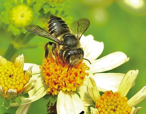 Flat-tailed Leafcutter Bee - Megachile mendica  Eamw bees,Florida,Geotagged,Megachile mendica,Summer,United States