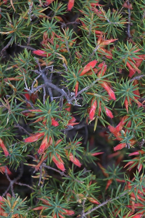 Flame heath - Stenanthera conostephioides  Australia,Eamw flora,Flame heath,Geotagged,Mount Billy Conservation Park,Stenanthera conostephioides,Winter
