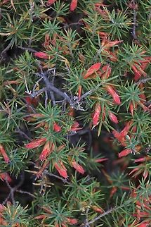 Flame heath - Stenanthera conostephioides  Australia,Eamw flora,Flame heath,Geotagged,Mount Billy Conservation Park,Stenanthera conostephioides,Winter