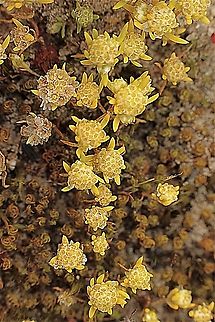 Small wrinkle worth - Siloxerus multiflorus  Australia,Cox Scrub,Eamw flora,Geotagged,Siloxerus multiflorus,Small Wrinklewort,Spring