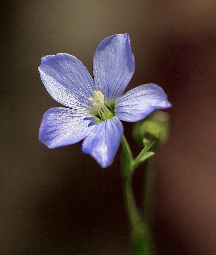 Native flax - Linum marginale  Australia,Eamw flora,Geotagged,Linum marginale,Mount Billy Conservation Park,Native flax,Spring