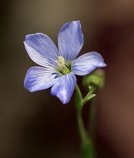 Native flax - Linum marginale  Australia,Eamw flora,Geotagged,Linum marginale,Mount Billy Conservation Park,Native flax,Spring