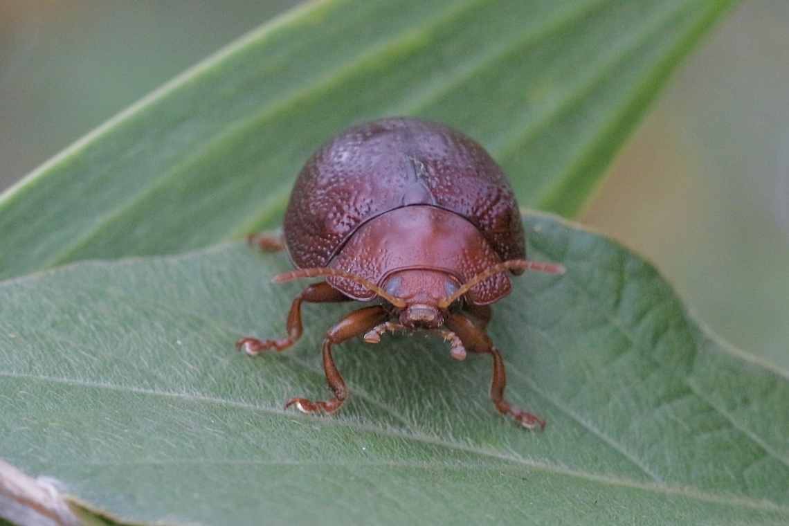 Acacia Leaf Beetle - Dicranosterna immaculata  Australia,Dicranosterna immaculata,Eamw leaf beetles,Geotagged,Karana Downs Qld,Spring