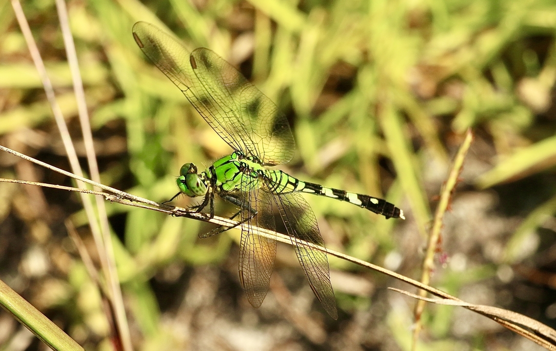Eastern pondhawk - Erythemis simplicicollis  Anaheim USA,Eamw dragonflies,Eastern pondhawk,Erythemis simplicicollis,Geotagged,Summer,United States