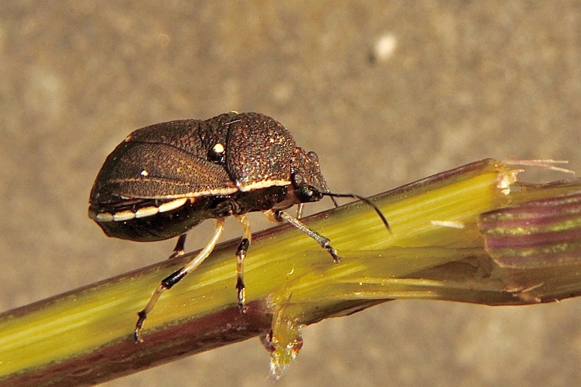 Platycoris bipunctatus  Australia,Eamw stink bugs,Geotagged,Newland head conservation park SA,Platycoris bipunctatus,Summer,Toad Stink Bug