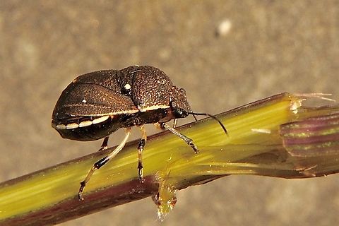 Platycoris bipunctatus  Australia,Eamw stink bugs,Geotagged,Newland head conservation park SA,Platycoris bipunctatus,Summer,Toad Stink Bug