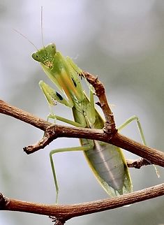 The Australian Green Mantis - Orthodera ministralis  Australia,Australian Green Mantis,Eamw mantids,Fall,Geotagged,Illaroo NSW,Orthodera ministralis