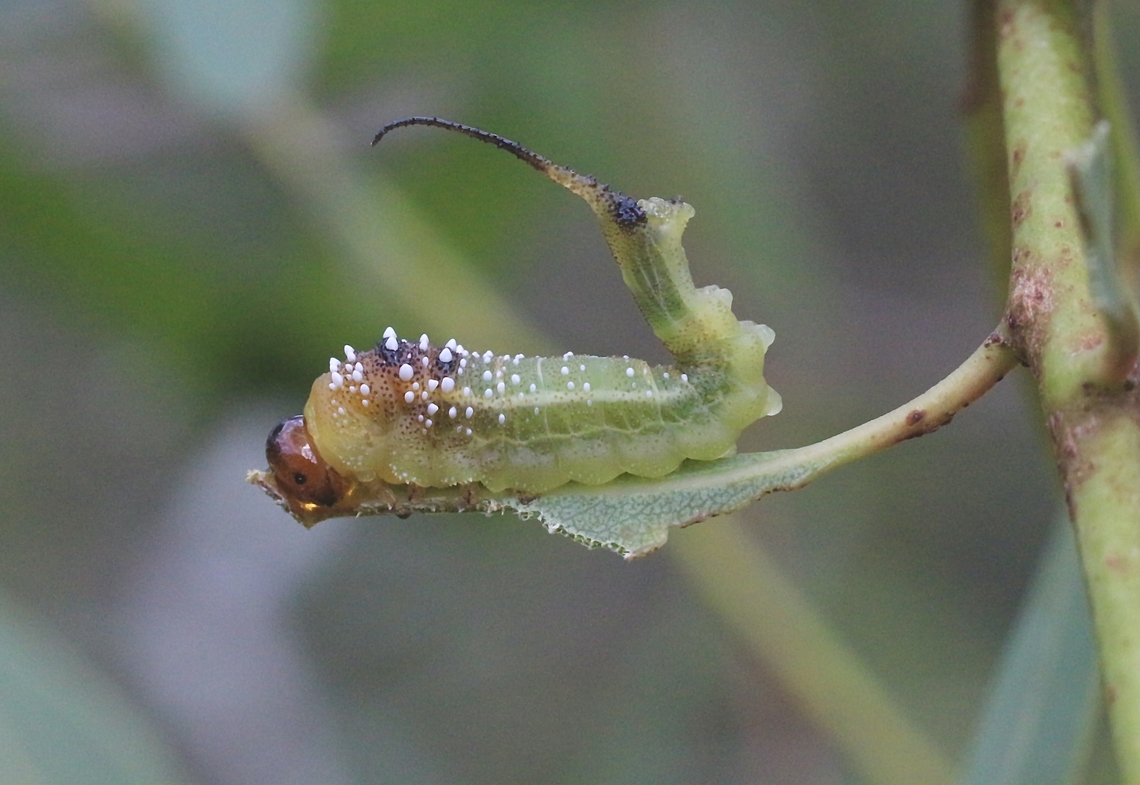 Cattle-poisoning Sawfly -  Lophyrotoma interrupta  Australia,Cattlepoisoning Sawfly,Eamw sawflies,Geotagged,Karana Downs Qld,Lophyrotoma interrupta,Summer