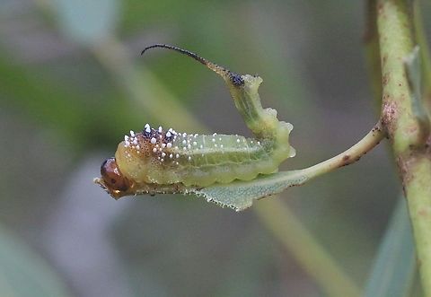 Cattle-poisoning Sawfly -  Lophyrotoma interrupta  Australia,Cattlepoisoning Sawfly,Eamw sawflies,Geotagged,Karana Downs Qld,Lophyrotoma interrupta,Summer