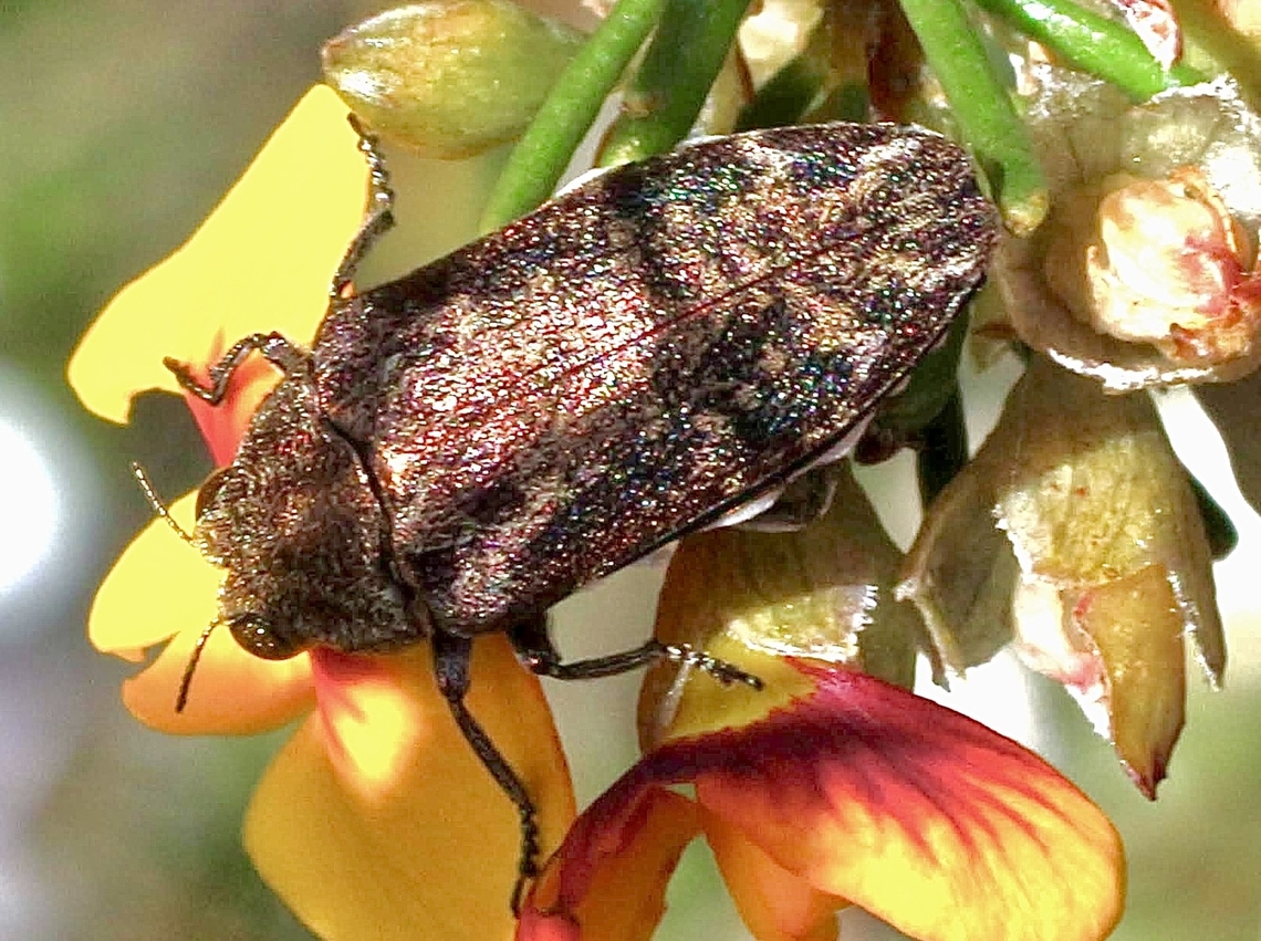 Pea Flower Jewel Beetle -  Ethonion reichei  Australia,Eamw beetles,Ethonion reichei,Geotagged,Gnarwarre,Spring