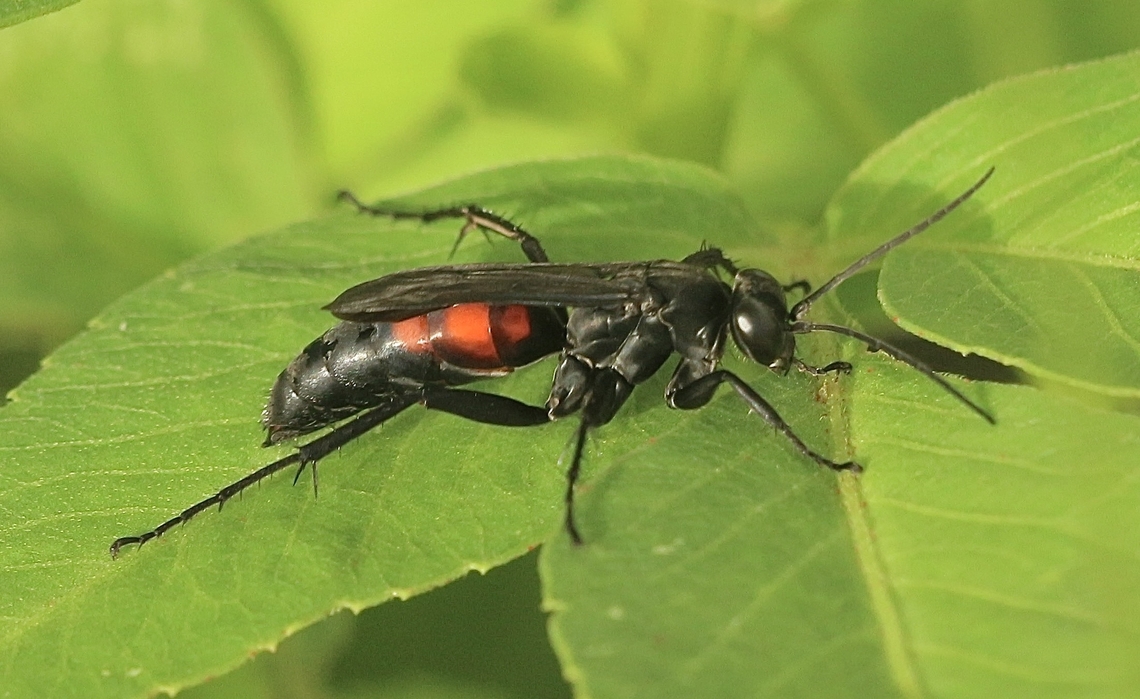 Black- banded spider wasp - Anoplius viaticus  Anoplius viaticus,Eamw wasps,Florida,Geotagged,Summer,United States