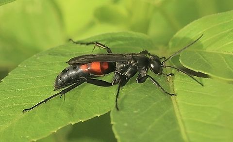 Black- banded spider wasp - Anoplius viaticus Anoplius viaticus,Eamw wasps,Florida,Geotagged,Summer,United States