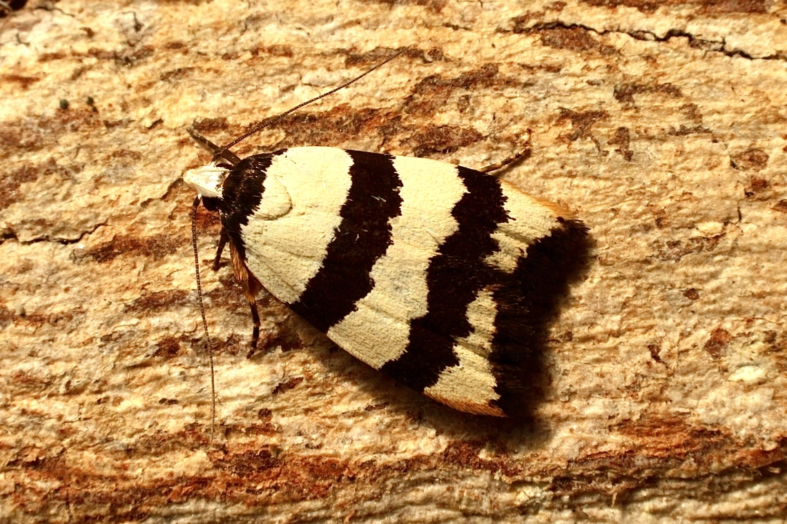 Zonopetala clerota  Australia,Eamw moth,Encounter Bay SA,Geotagged,Summer,UVL,Zonopetala clerota