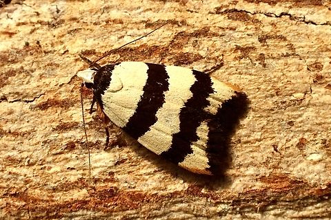 Zonopetala clerota  Australia,Eamw moth,Encounter Bay SA,Geotagged,Summer,UVL,Zonopetala clerota