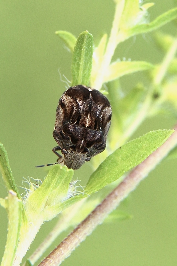Shield-backed Pine Seed Bug - Tetyra bipunctata  Eamw shield bugs,Florida,Geotagged,Summer,Tetyra bipunctata,United States