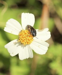 metallic wood-boring beetle - Genus Chalcophora  Eamw beetles,Florida,Geotagged,Summer,United States