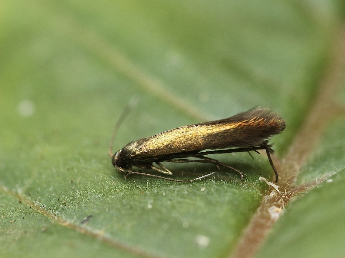 White-tipped Clover Casebearer Coleophora alcyonipennella Attracted to UV light. Australia,Coleophora alcyonipennella,Eamw moth,Encounter Bay SA,Geotagged,Summer,UVL