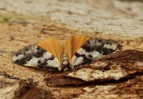 Clouded Footman Anestia ombrophanes Attracted to UV light. Anestia ombrophanes,Australia,Clouded Footman,Eamw moth,Encounter Bay SA,Geotagged,Summer,UVL