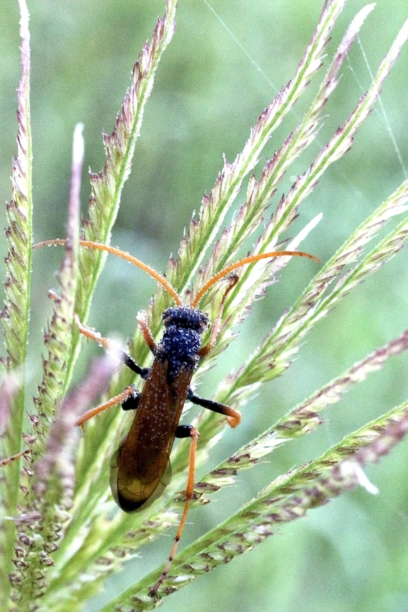 Spider wasp - genus Cryptocheilus Covered with dew droplets early in the morning. Australia,Eamw wasps,Geotagged,Karana Downs Qld,Spring