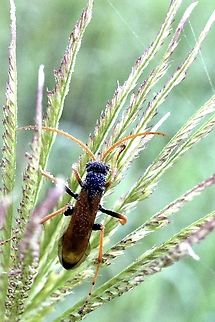 Spider wasp - genus Cryptocheilus Covered with dew droplets early in the morning. Australia,Eamw wasps,Geotagged,Karana Downs Qld,Spring