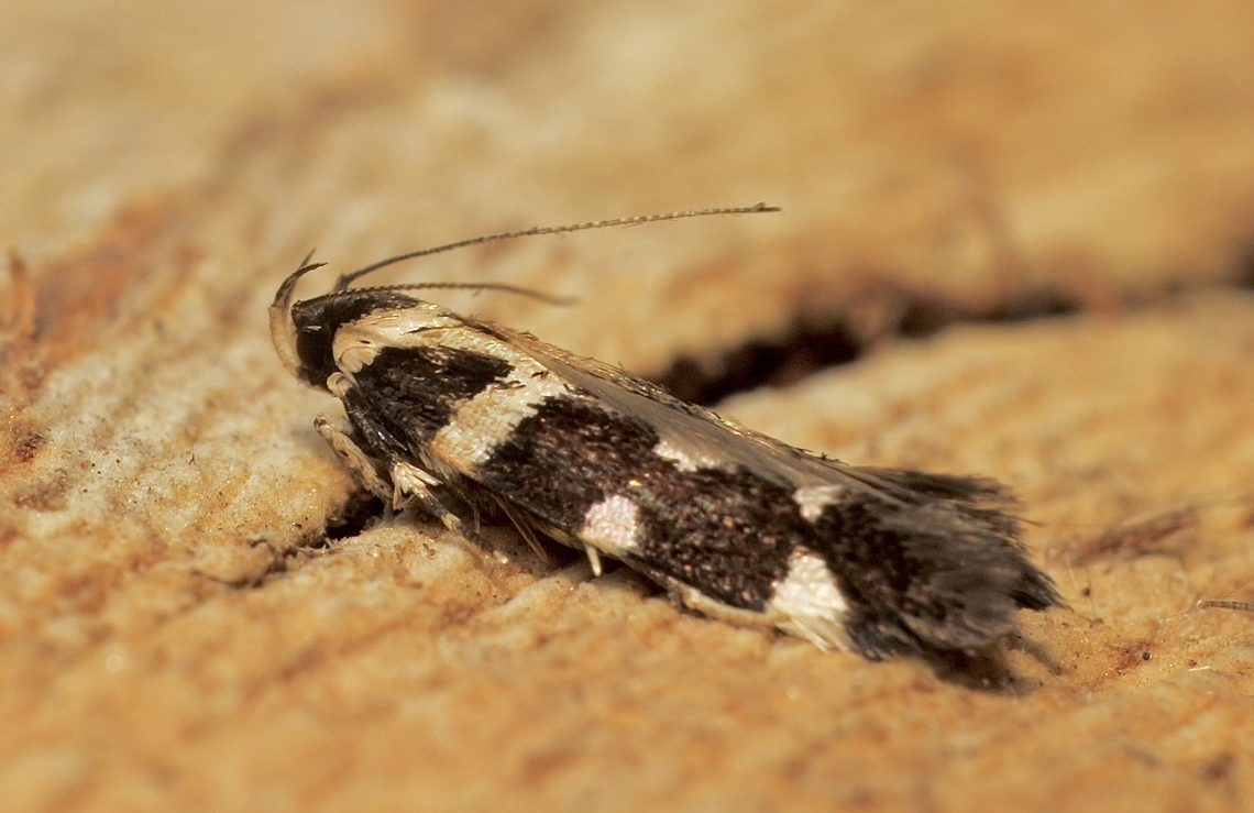 Macrobathra melanomitra A small moth of about 6 mm body length. Australia,Eamw moth,Encounter Bay SA,Geotagged,Macrobathra melanomitra,Summer,UVL