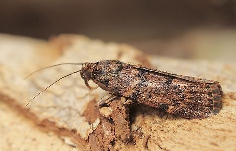 Mimaglossa nauplialis Attracted to UV light. Australia,Eamw moth,Encounter Bay SA,Geotagged,Macalla nauplialis,Summer,UVL