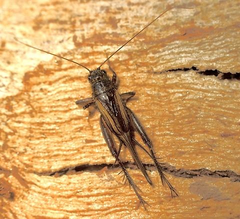 Confusing Pygmy Cricket - Pteronemobius truncatus Attracted to UV light. A very small cricket of about 12 mm . Australia,Confusing Pygmy Cricket,Eamw crickets,Encounter Bay SA,Geotagged,Pteronemobius truncatus,Summer,UVL