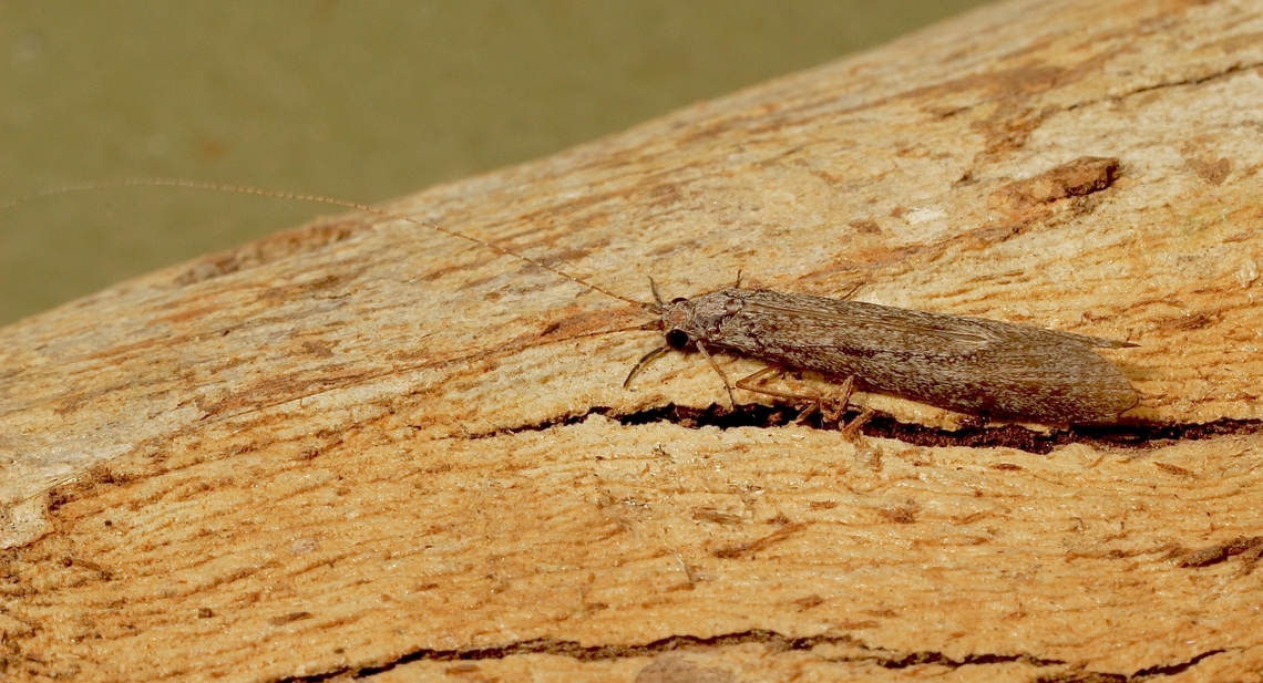 Triplectides similis Attracted to UV light  Australia,Eamw moth,Encounter Bay SA,Geotagged,Summer,Triplectides similis,UVL