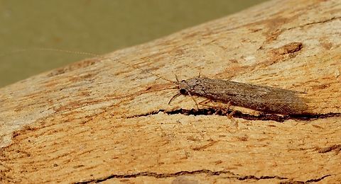 Triplectides similis Attracted to UV light  Australia,Eamw moth,Encounter Bay SA,Geotagged,Summer,Triplectides similis,UVL