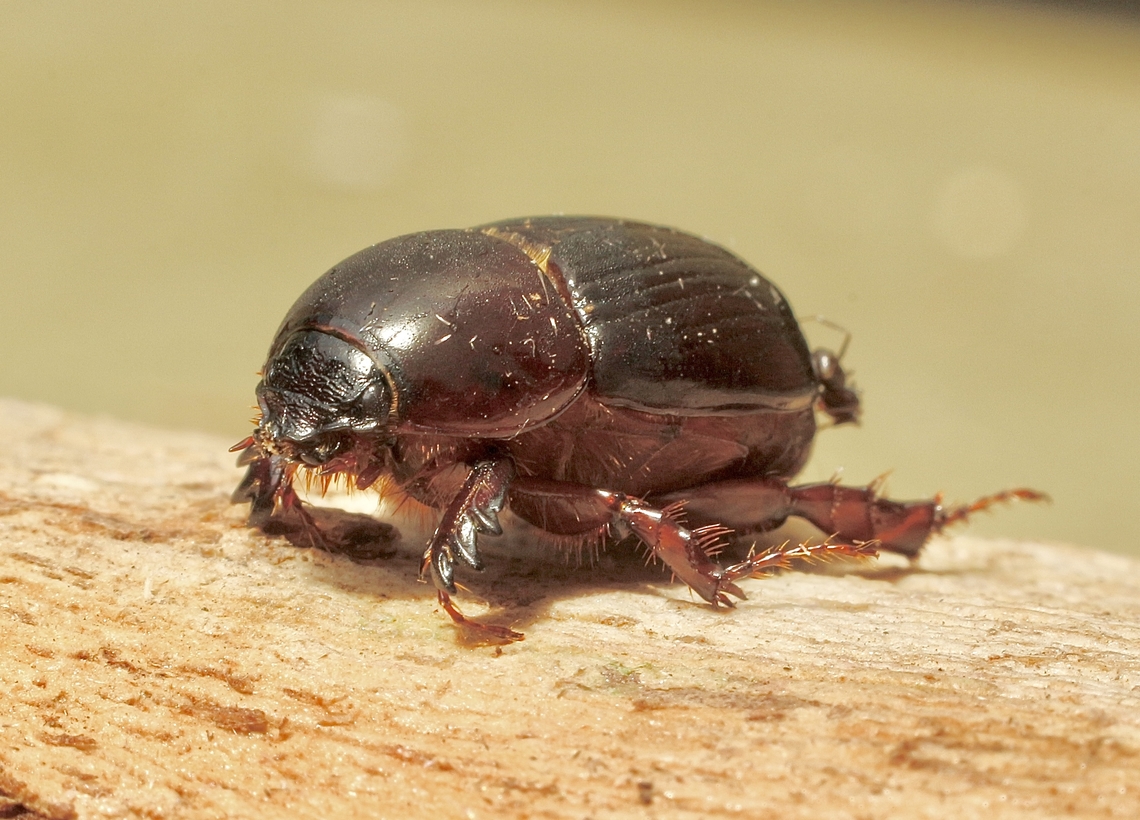 Rhinoserus beetle - Pimelopus nothus Attracted to UV light. About 12 mm body length. Australia,Eamw beetles,Encounter Bay SA,Geotagged,Pimelopus nothus,Summer,UVL